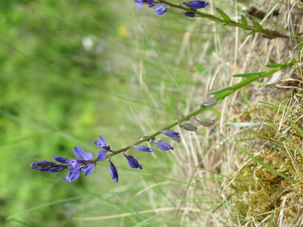 Polygala vulgaris